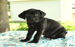 Cane Corso dogs for sale: Hadassah - Image 5