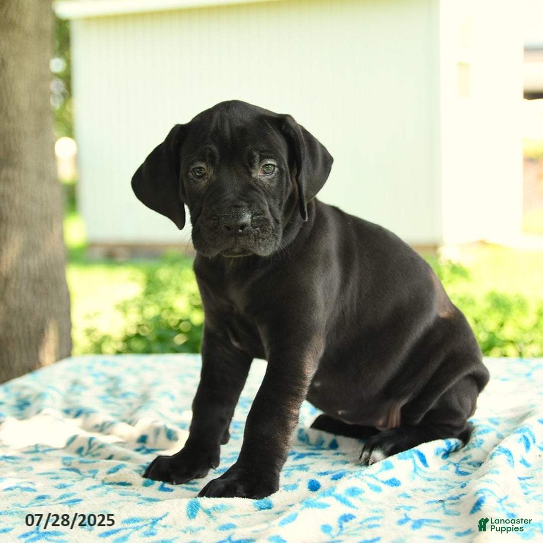 Cane Corso dogs for sale: Hadassah - Image 5