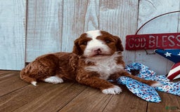 Mini Goldendoodle dogs for sale: Melanie Mini F1b - Image 4