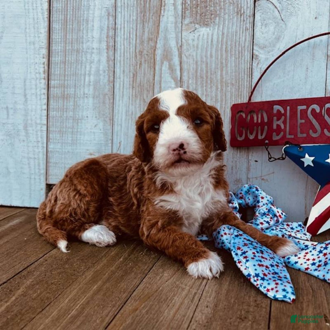 Mini Goldendoodle dogs for sale: Melanie Mini F1b - Image 4