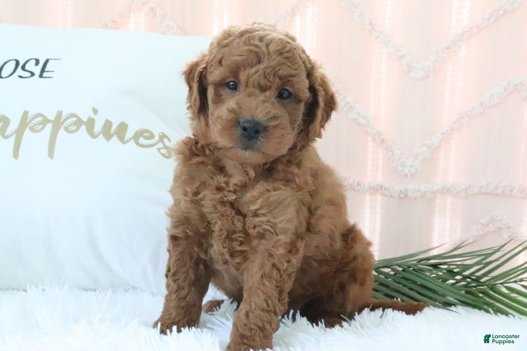  dogs for sale: Mini Goldendoodle 5 puppies - Image 4