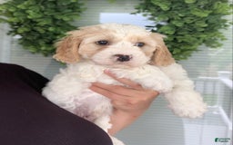 Cavachon dogs for sale: Charlie - Image 5
