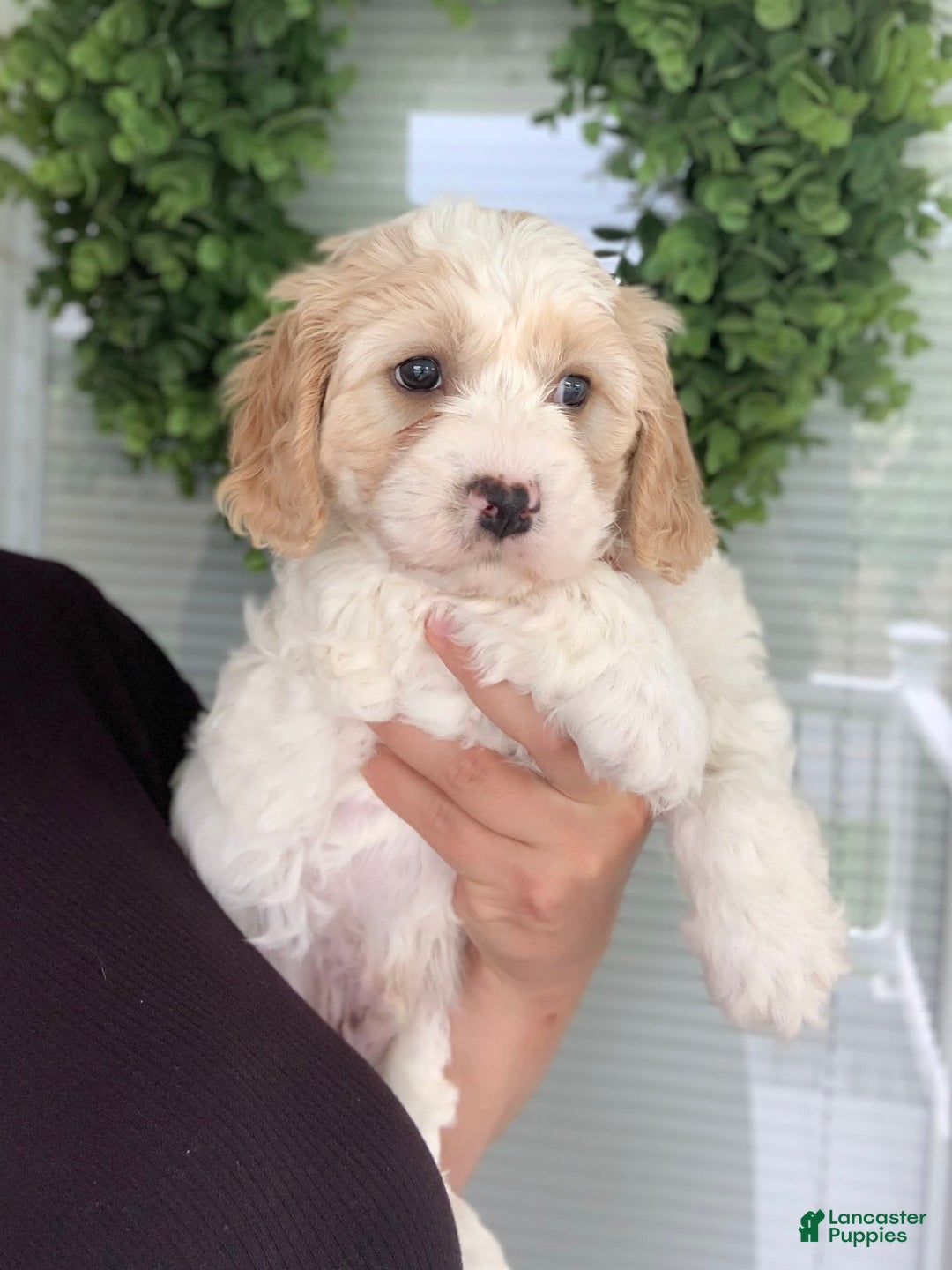 Cavachon dogs for sale: Charlie - Image 5