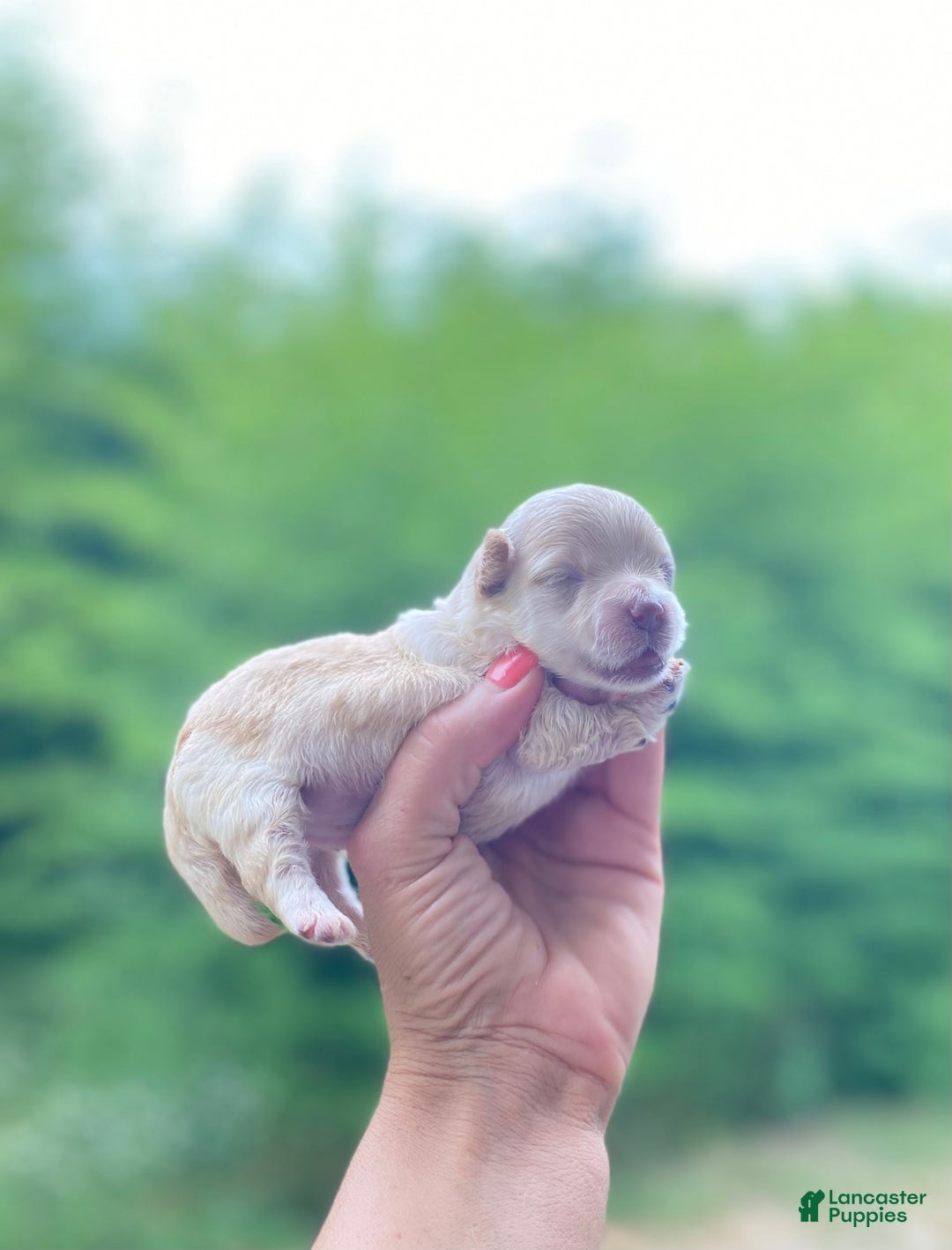 Maltipoo dogs for sale: Micah - Image 8