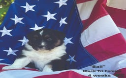 Australian Shepherd dogs for sale: Bali - Image 1