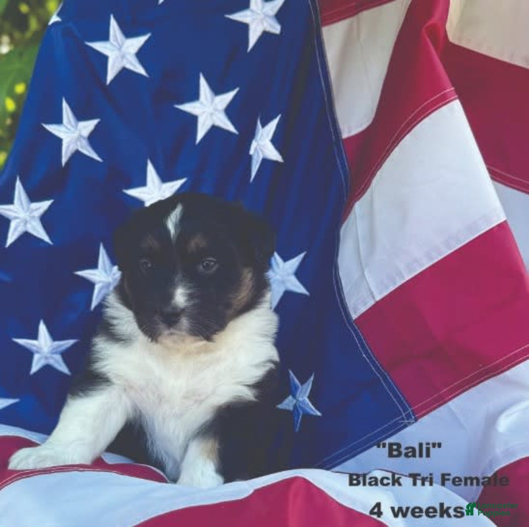 Australian Shepherd dogs for sale: Bali - Image 1
