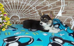 Welsh Corgi Pembroke dogs for sale: Chase - Image 5