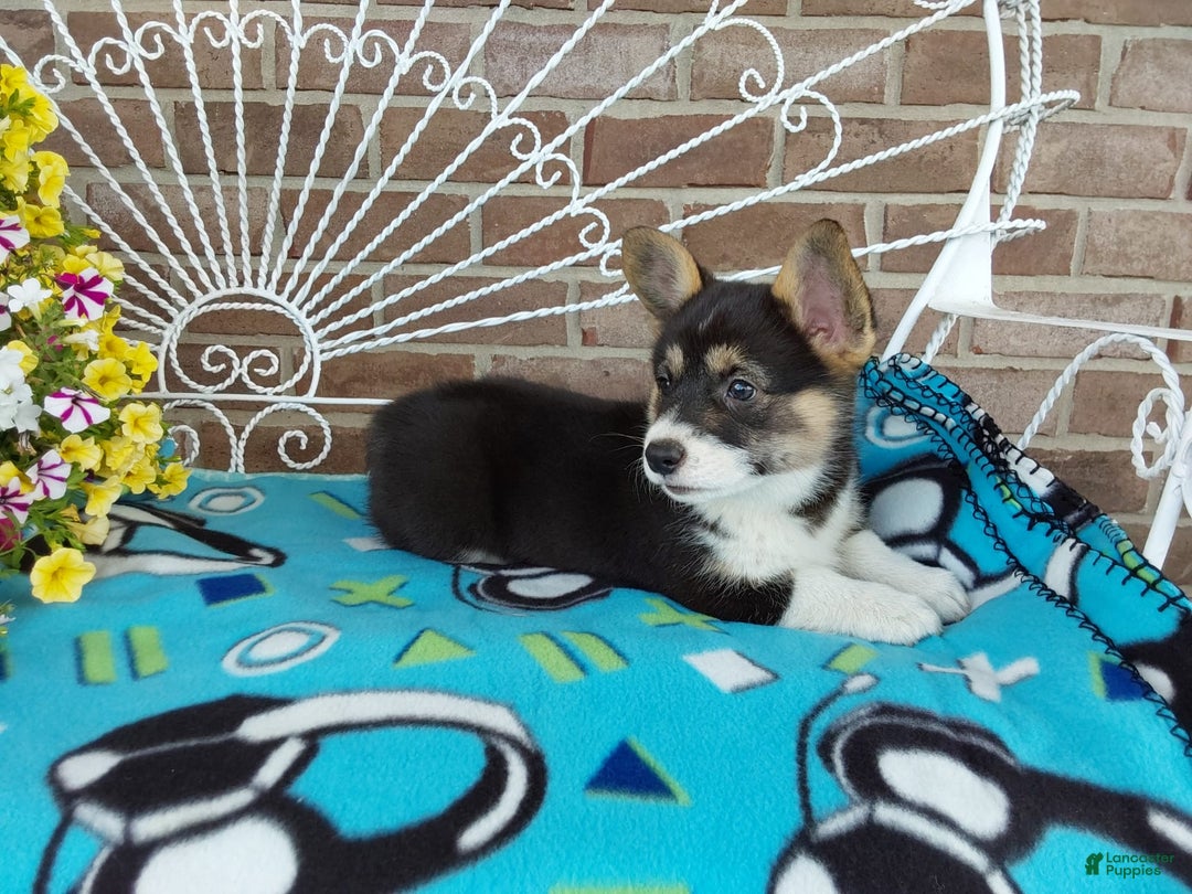 Welsh Corgi Pembroke dogs for sale: Chase - Image 5