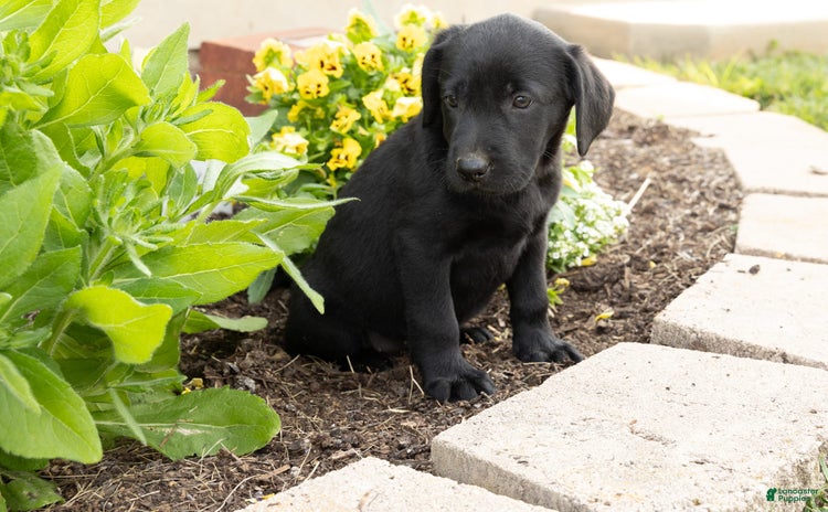 Labrador Retriever dogs for sale - Ad 3