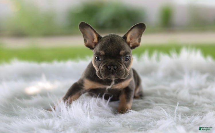 French Bulldog dogs for sale - Ad 4