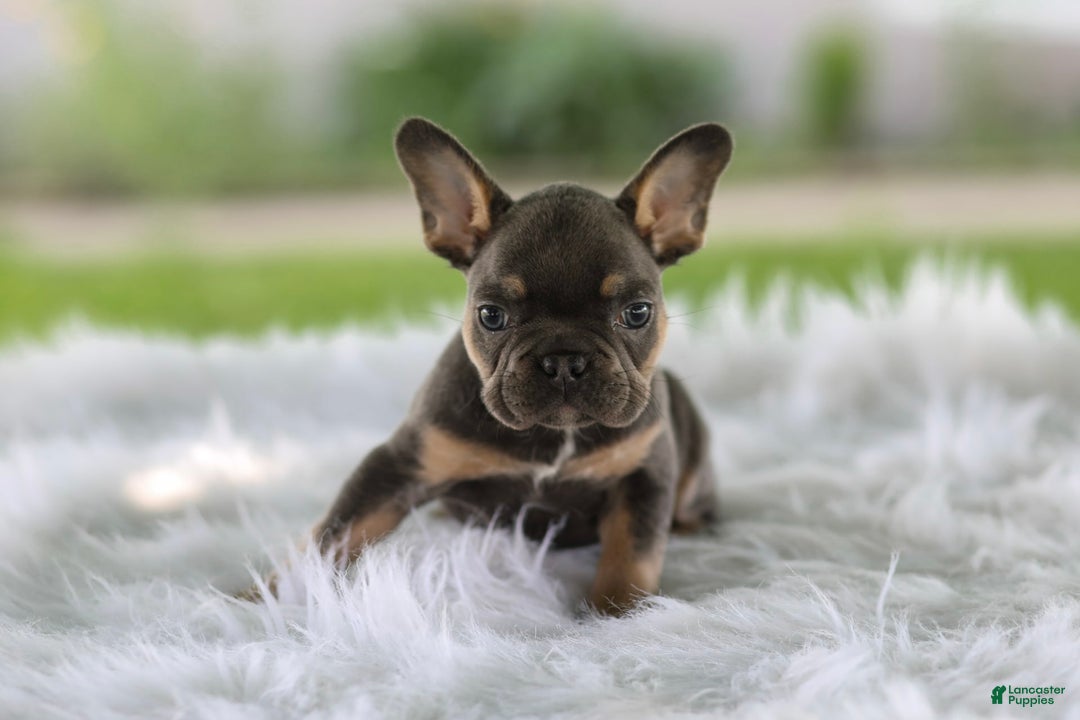 French Bulldog dogs for sale: Leo - Image 1