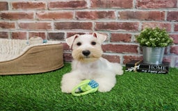 Miniature Schnauzer dogs for sale: Miniature Schnauzer 6 puppies - Image 1