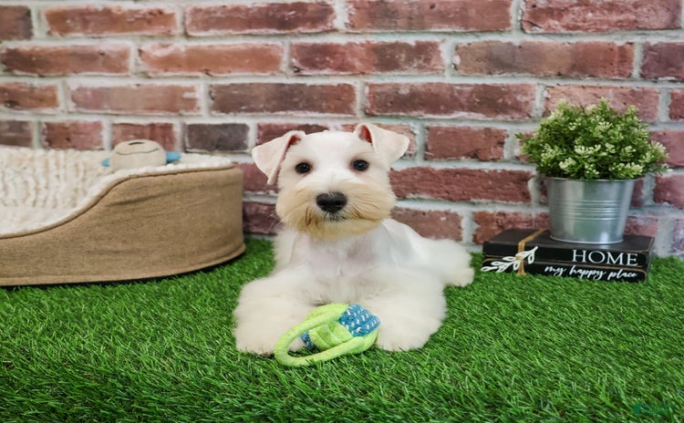 Miniature Schnauzer dogs for sale - Ad 5