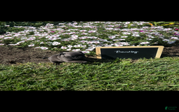 Pug dogs for sale: Bentley - Image 1