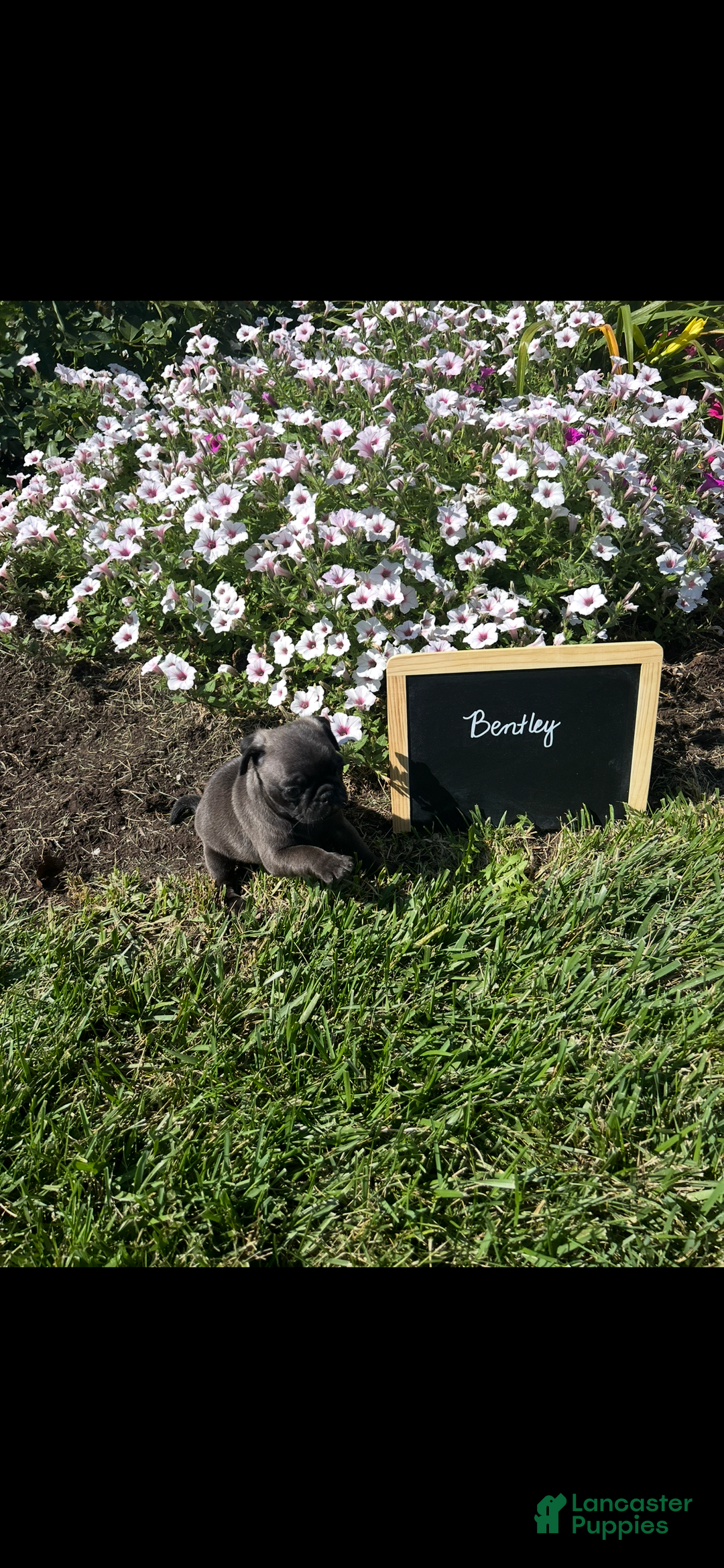 Pug dogs for sale: Bentley - Image 1