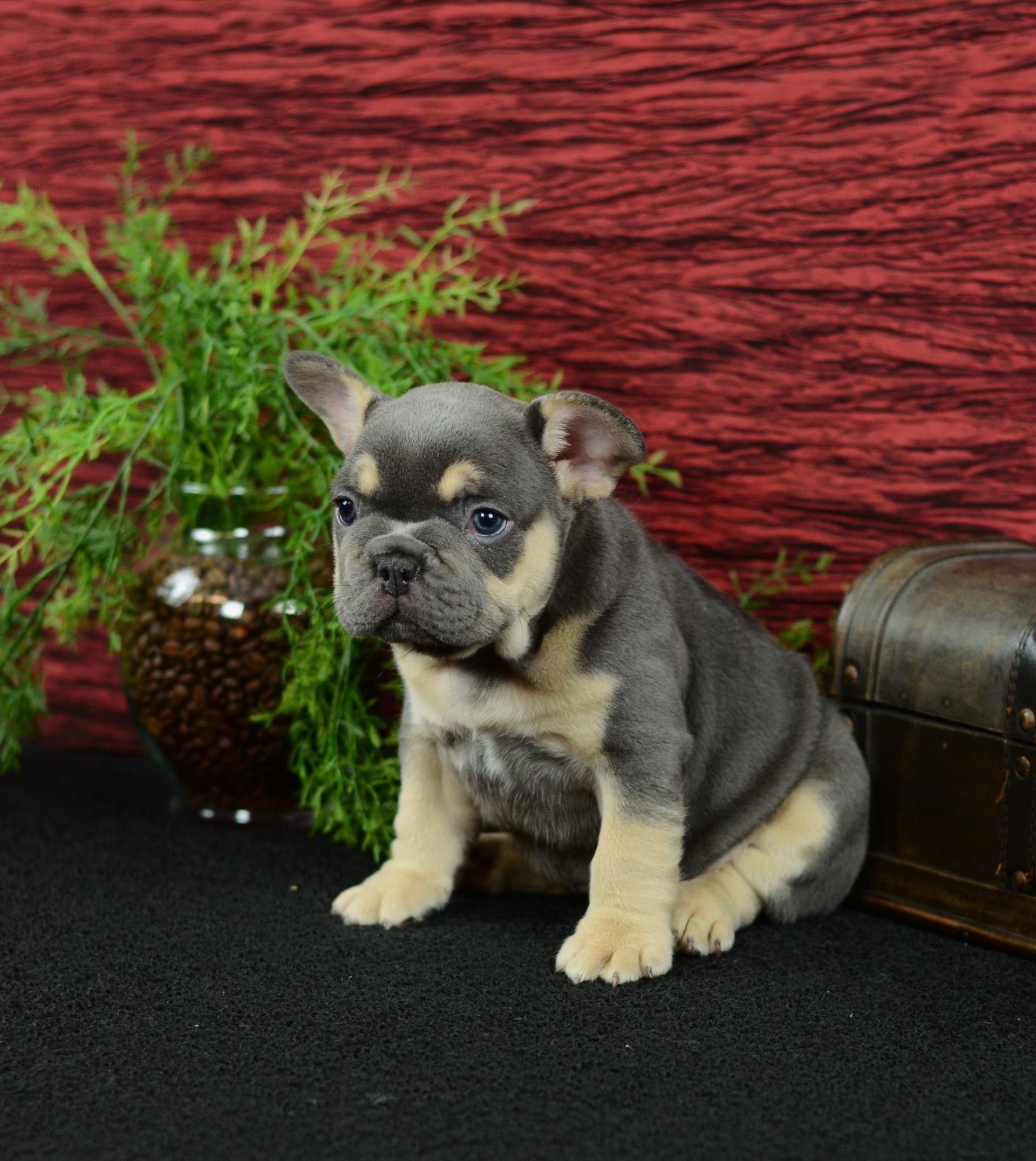 French Bulldog dogs for sale: Trooper - Image 10