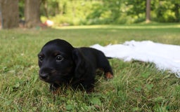 Miniature Dachshund dogs for sale: Mace - Image 10