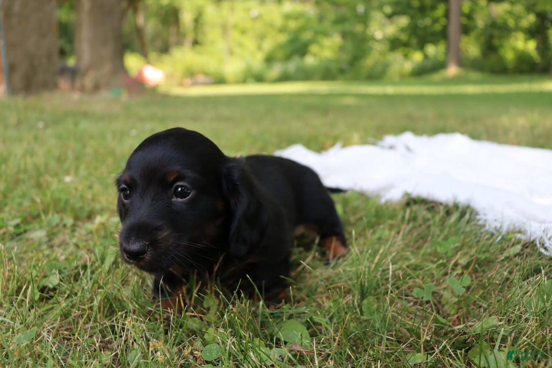 Miniature Dachshund dogs for sale: Mace - Image 10