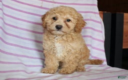 Cockapoo dogs for sale: Sunflower - Image 1