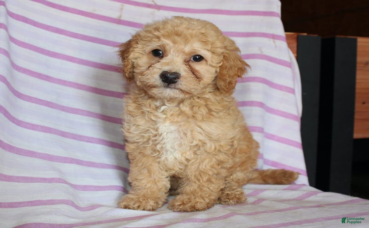 Cockapoo dogs for sale - Ad 1