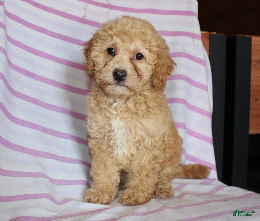 Cockapoo dogs for sale: Sunflower - Image 1