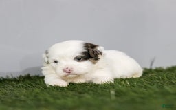 Shihpoo dogs for sale: Billy - Image 23