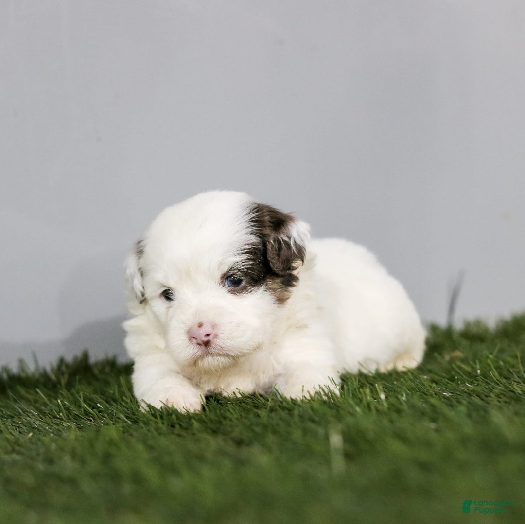 Shihpoo dogs for sale: Billy - Image 23