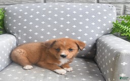 Shiba Inu dogs for sale: Elmo - Image 4