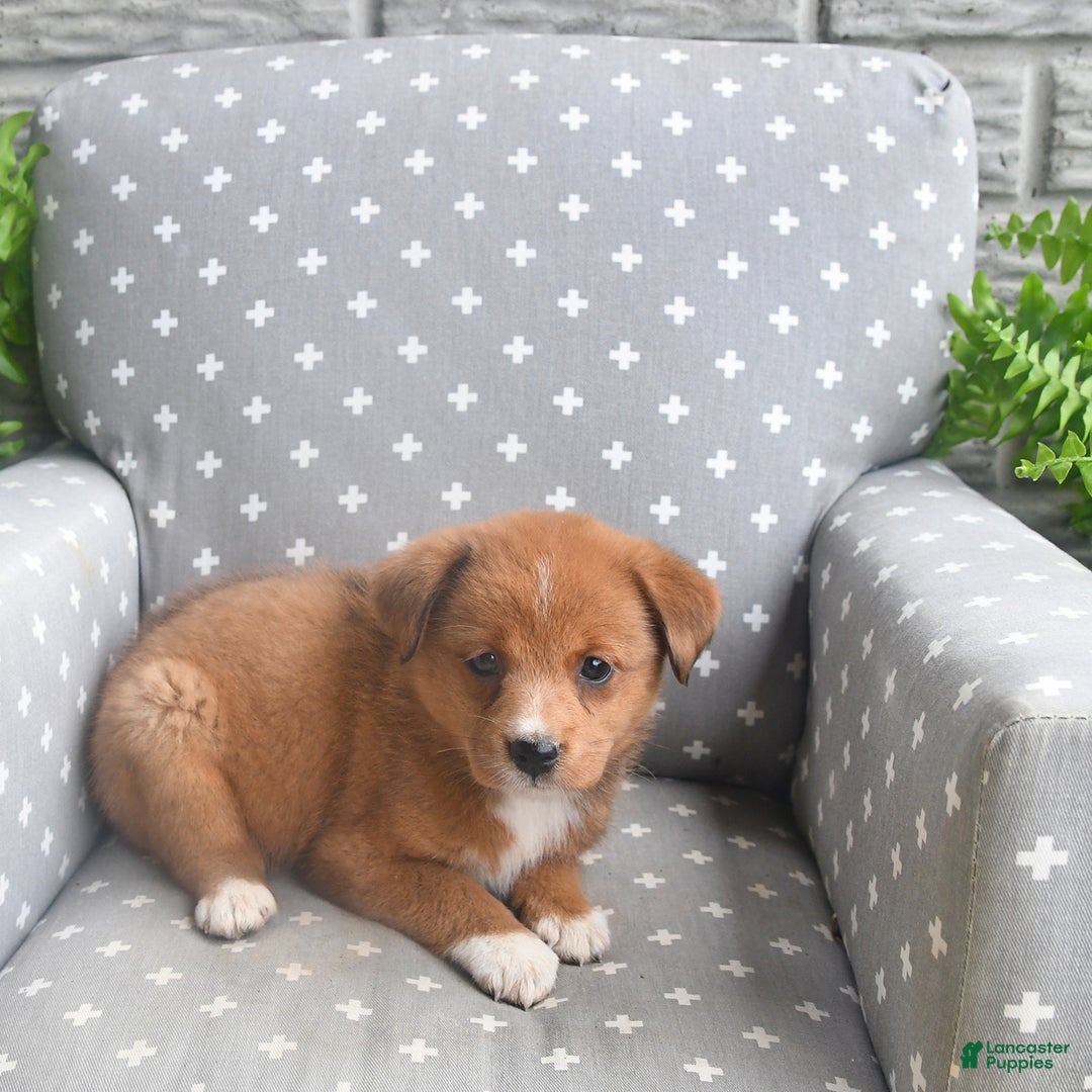 Shiba Inu dogs for sale: Elmo - Image 4