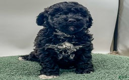 Miniature Poodle dogs for sale: Frieda - Image 1