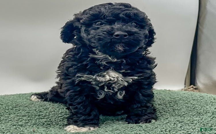 Miniature Poodle dogs for sale - Ad 3