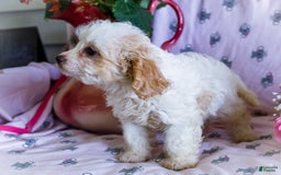 Cavalier King Charles Spaniel dogs for sale: Flurry - Image 2