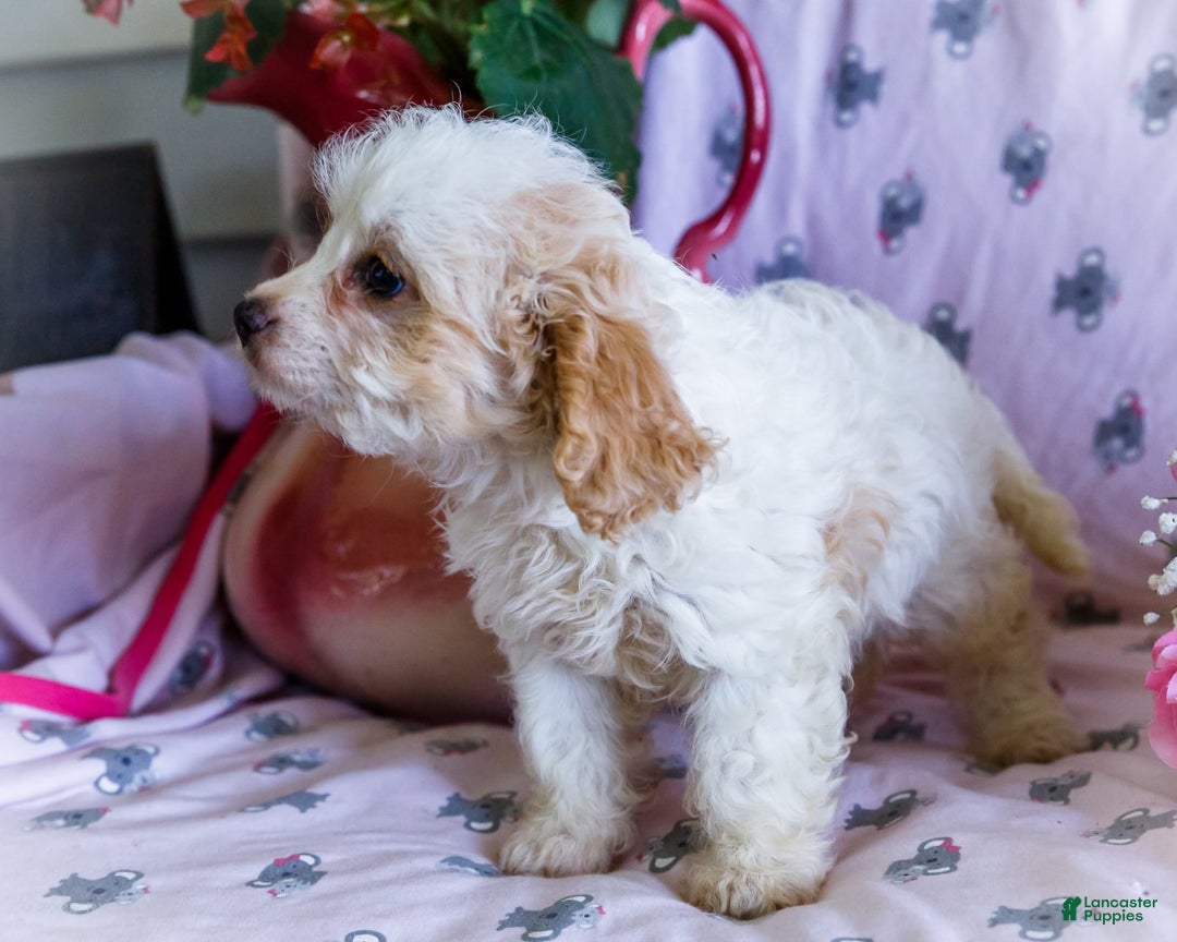Cavalier King Charles Spaniel dogs for sale: Flurry - Image 2