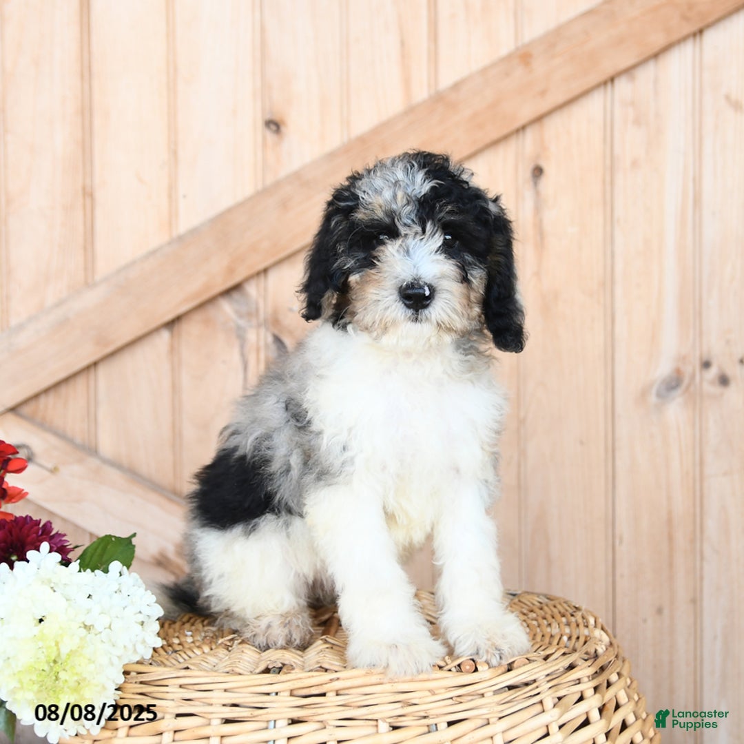Miniature Poodle dogs for sale: Theo - Image 3