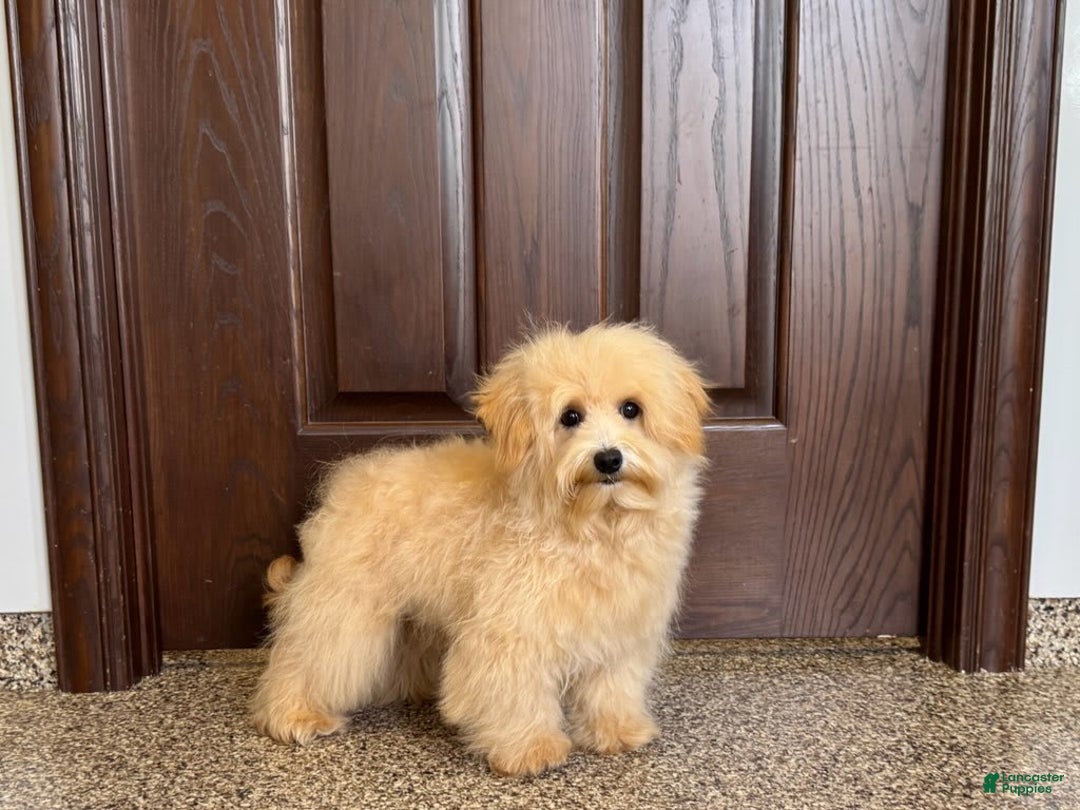Maltipoo dogs for sale: Kobe - Image 7