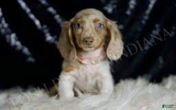 Miniature Dachshund dogs for sale: Lollipop - Image 1