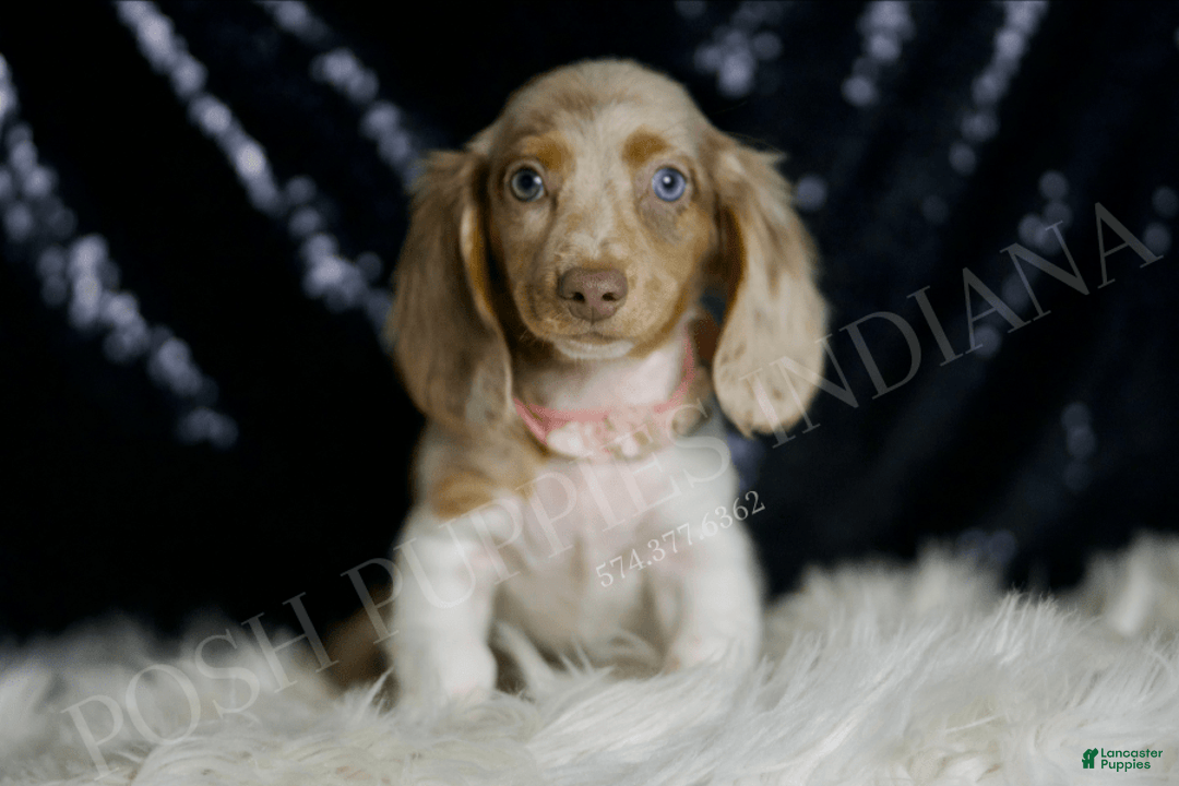 Miniature Dachshund dogs for sale: Lollipop - Image 1