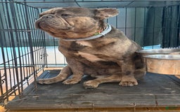 French Bulldog dogs for sale: August - Image 2