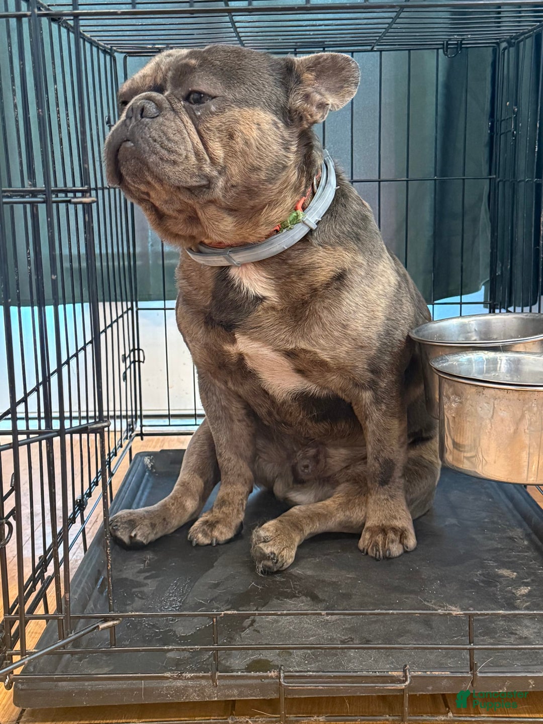French Bulldog dogs for sale: August - Image 2