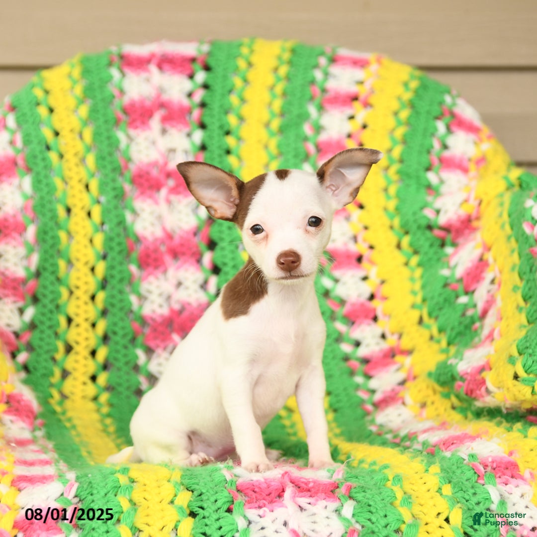 Jack Russell Terrier dogs for sale: Bess - Image 1