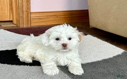 Lhasa Apso dogs for sale: Honey - Image 2