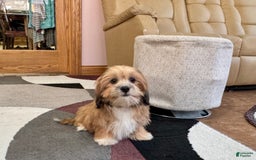 Lhasa Apso dogs for sale: Janie - Image 3