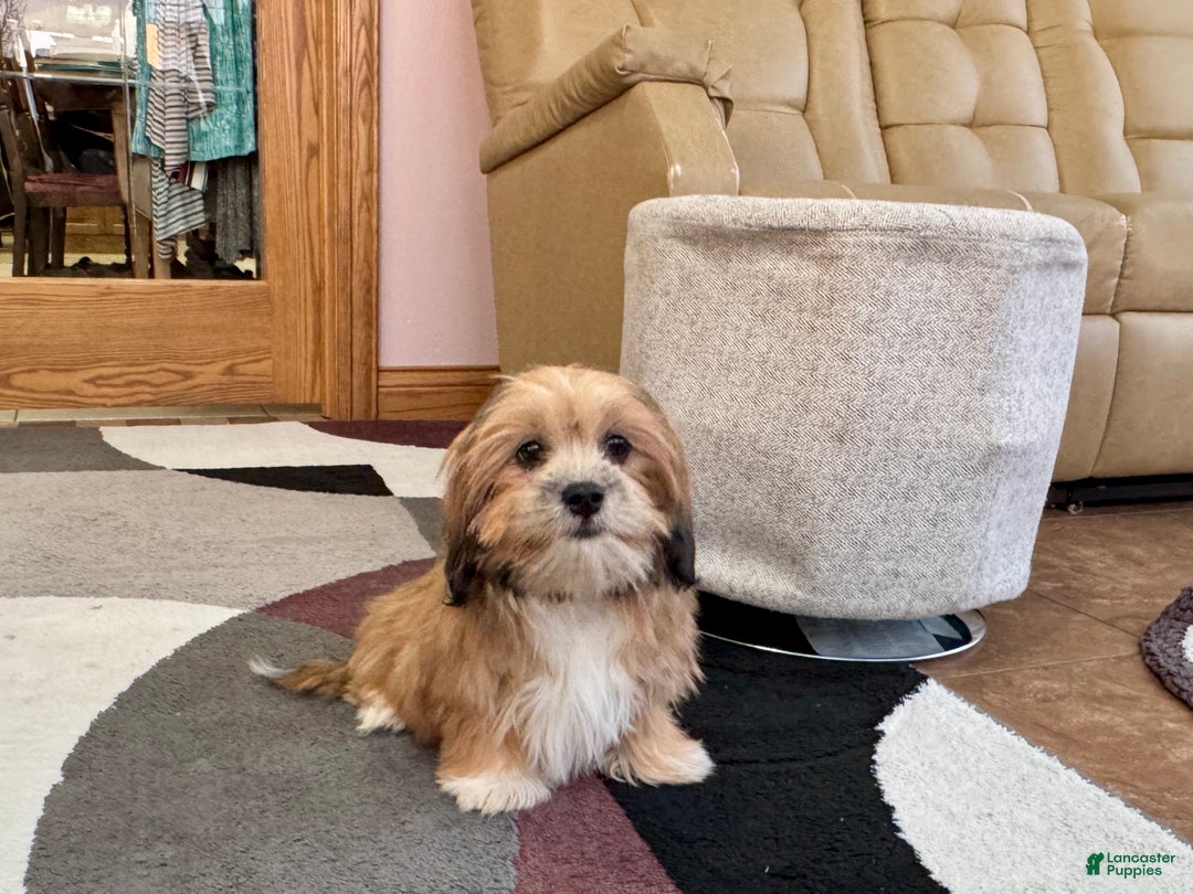 Lhasa Apso dogs for sale: Janie - Image 3