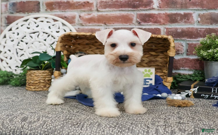 Miniature Schnauzer dogs for sale - Ad 1