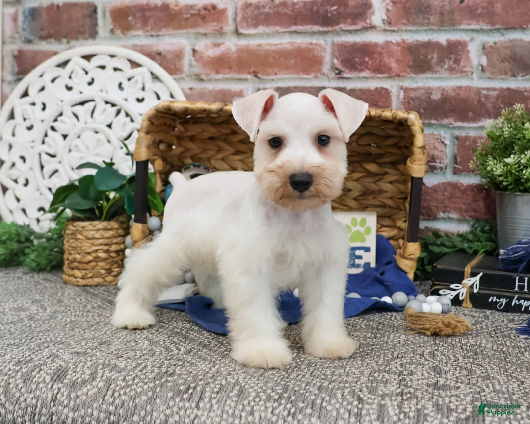 Miniature Schnauzer dogs for sale: Callum - Image 1