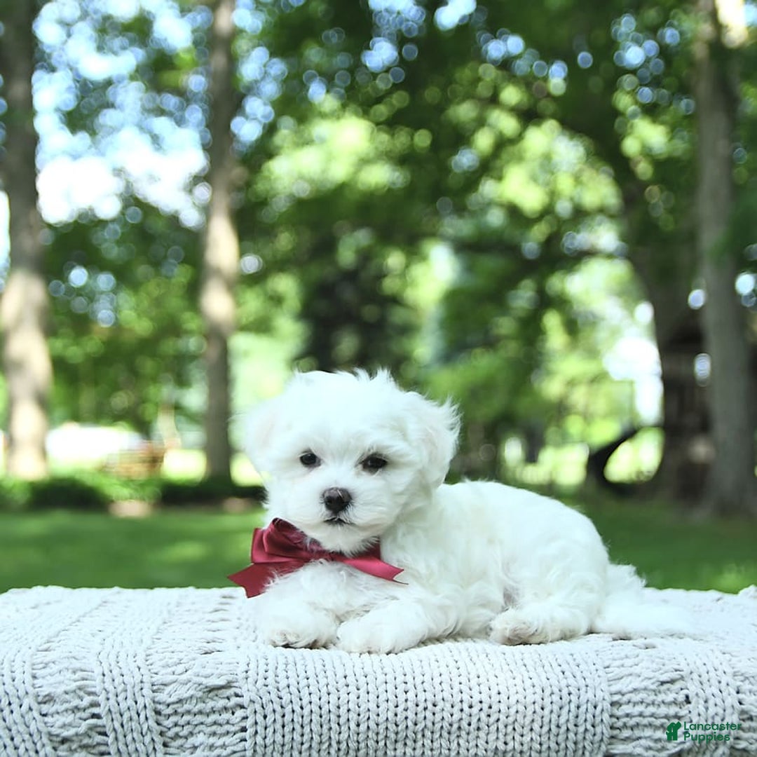 Maltese dogs for sale: Dakota - Image 13