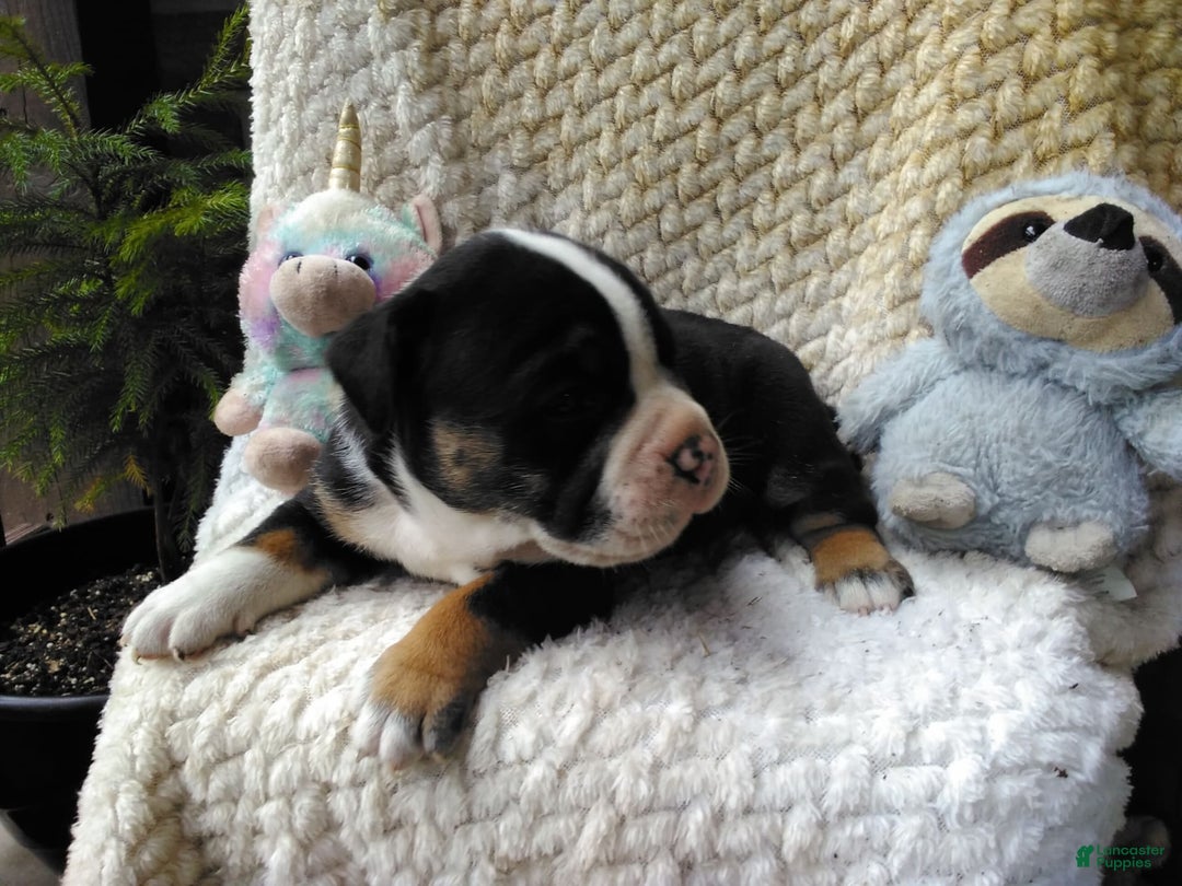 Olde English Bulldogge dogs for sale: Ethan - Image 9