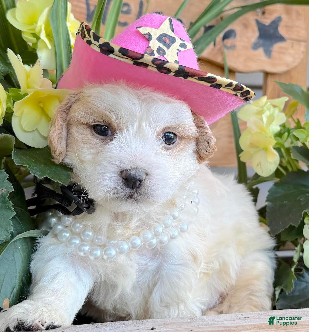 Teddy Bear dogs for sale: Annebelle - Image 6
