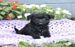 Chipoo dogs for sale: Waffles - Image 1