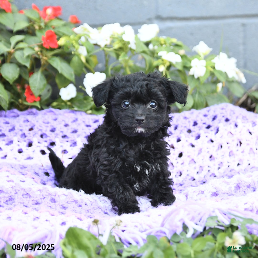 Chipoo dogs for sale: Waffles - Image 1